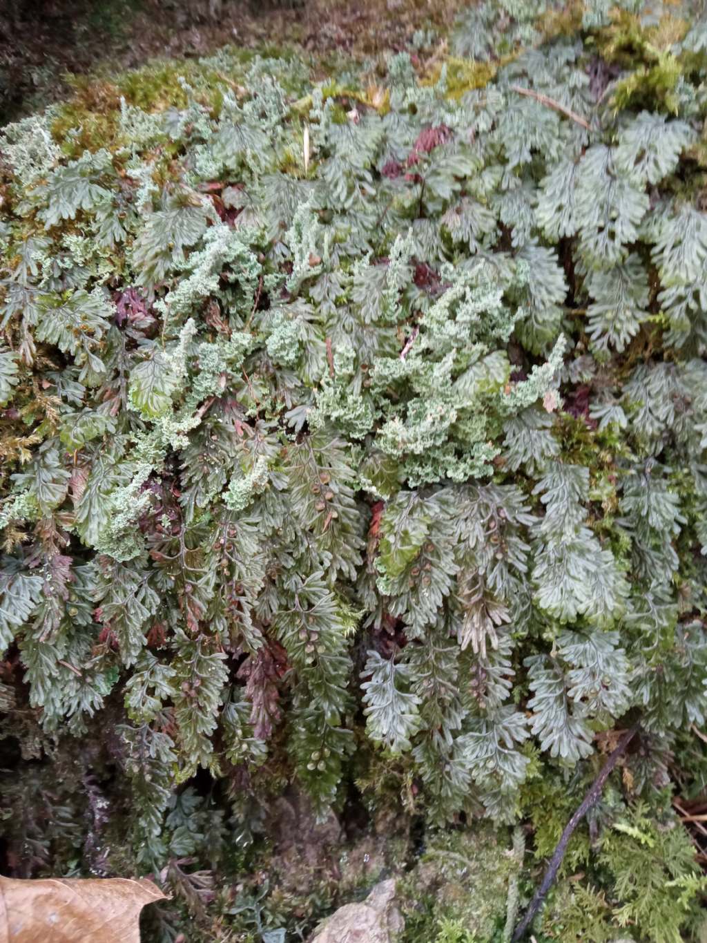 Hymenophyllum tunbrigense